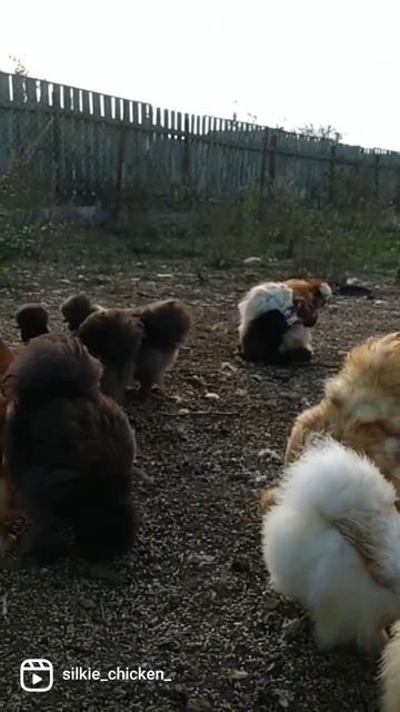 куры, цыплята, породистые куры, карликовые кохинхины, ? смотреть онлайн