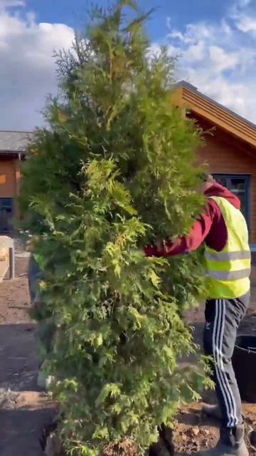 Посадка деревьев на объекте Кояшлы #ландшафтныйдизай? смотреть онлайн