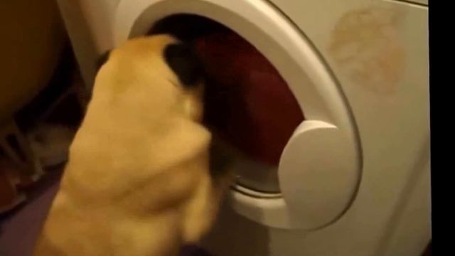 самые смешные самые милые самые няшные мопсы смотреть онлайн