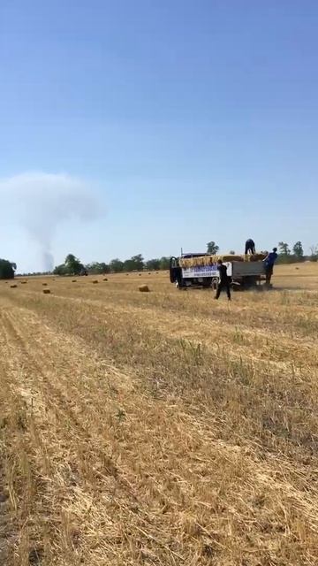 Откорма Быков смотреть онлайн