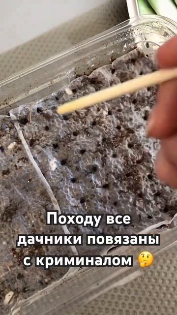 Как я сеяла лук Порей #дача #газон #огород #грядки #сад #g смотреть онлайн