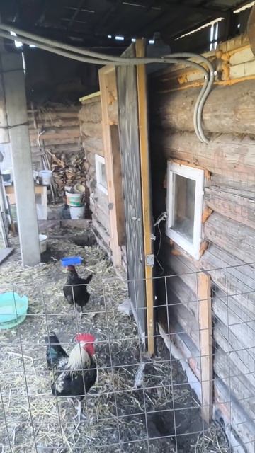 Петушиные кабачки на мангале