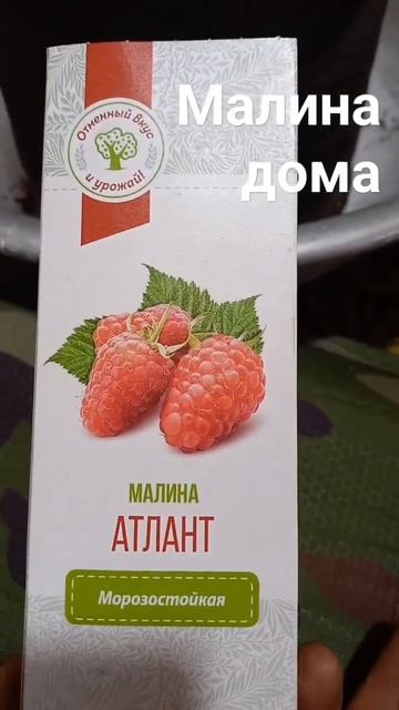 #малина из #фикспрайс посадил в #домашнийогород. смотреть онлайн