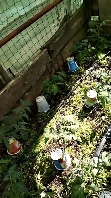 Высадка томатов в грунт 29 апреля 2018 г