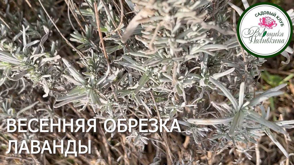 ВЕСЕННЯЯ ОБРЕЗКА ЛАВАНДЫ смотреть онлайн