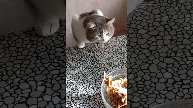 КОТ ХОЧЕТ🍗 КУРОЧКУ смотреть онлайн