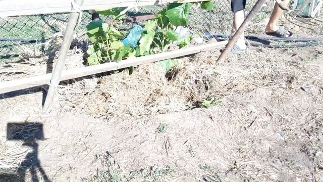 Мульчирование винограда смотреть онлайн