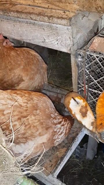 Зимой в курятнике! #курынесушки #chick #куры #молодняк #ку? смотреть онлайн