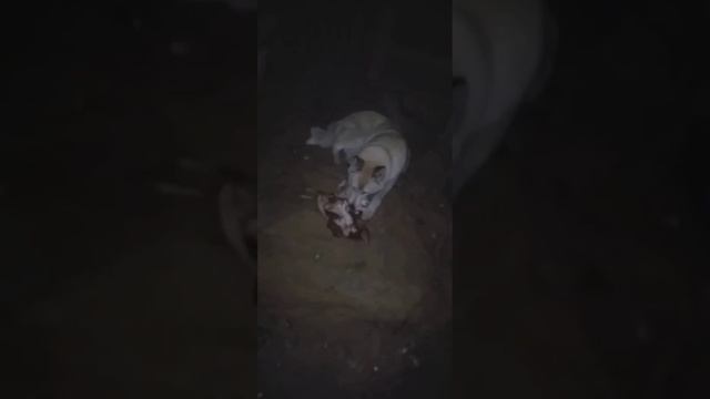 Собака поймала курицу