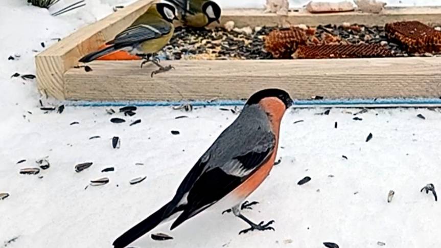 Наблюдение за птицами (14.02.2025 года) смотреть онлайн