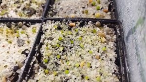 Посев Кактусов. Выращивание КАКТУСОВ из семян дома ша?