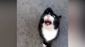 ПРИКОЛЫ.КОТЫ МИЛЫЕ?КОШКИ ГОВОРЯТ И МАТЕРЯТСЯ.ПОДБОРКА СМЕШНЫХ МОМЕНТОВ.100%СМЕШНО