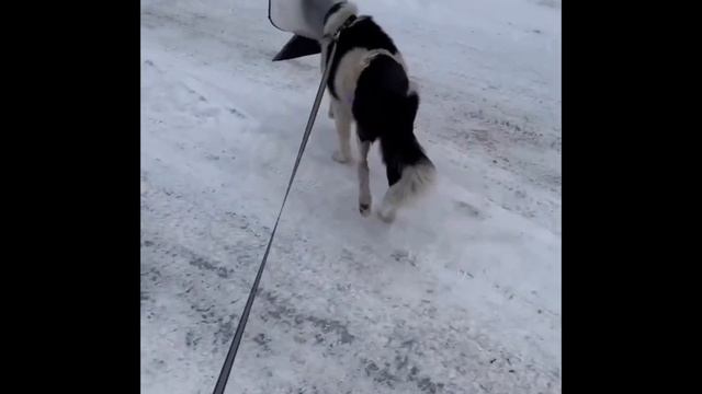 Чара смогла спастись! История с очень счастливым концом.😍#shortsbyamritamam #shortschallenge