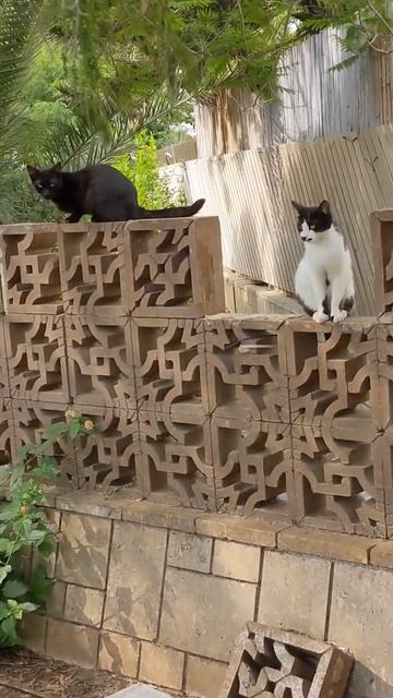 Два кота на заборе и Ворона 😹🦅 Funny nice cute feral cats 😻 Kucing l смотреть онлайн