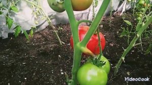 Обзор надёжного сорта томата "Сибирский скороспелый" ?