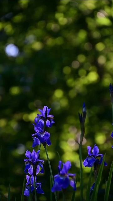Красота 🧡💙🤍 крылатые качели. Играет Елена Ворфолом смотреть онлайн
