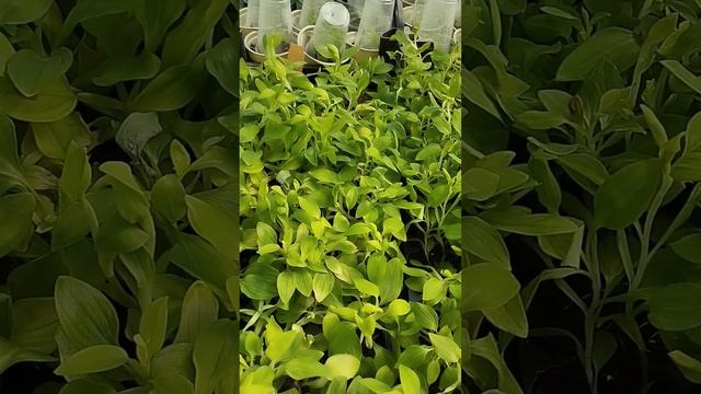 Новинка на сезон 2024г. АЛЬСТРОМЕРИЯ горшечная 2 сорта! смотреть онлайн