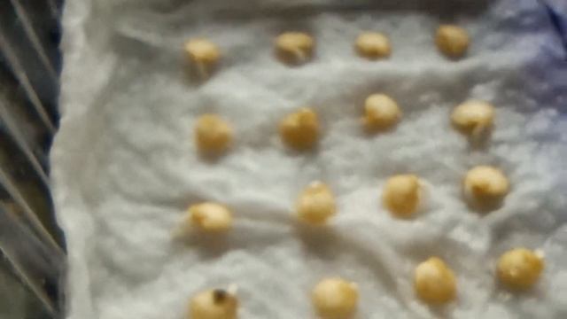 СЕМЕНА ПЕРЦЕВ проросли за 4 дня смотреть онлайн