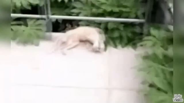 Музыканты / Лучшие приколы | Musician / Fail Compilation. Подборка Приколов #24 смотреть онлайн