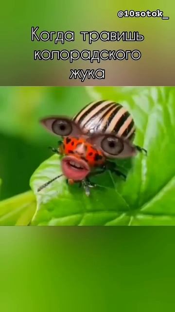 Колорадский жук#сад#огород#дом#жук#дача#картофель#выр? смотреть онлайн