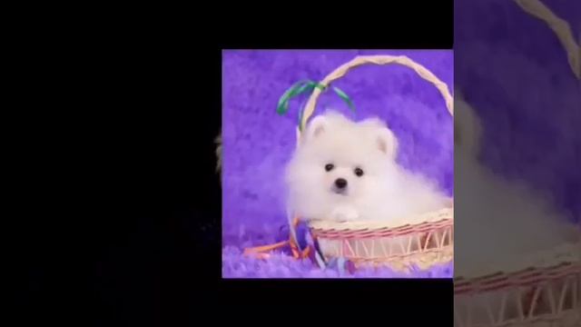 Самые красивые щенки Померанского шпица ищут мам и пап. Забавные и смешные шпицы. Животные. Питомцы