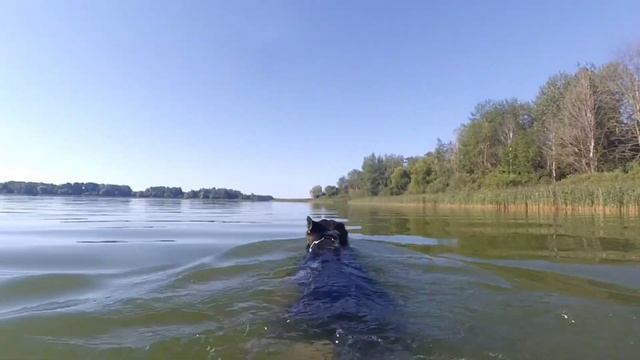 Можно ли с собакой плавать?МОЖНО И НУЖНО!Но надо знать,что собаки тоже устают,а воде ещё быстрее.