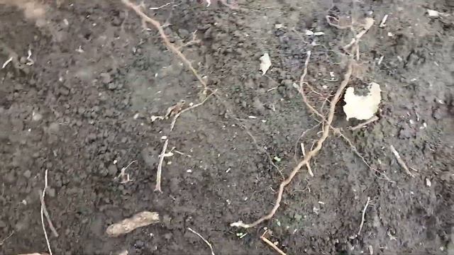 Выкопали куст 2-х летней ежевики Полар на корень. Полу? смотреть онлайн