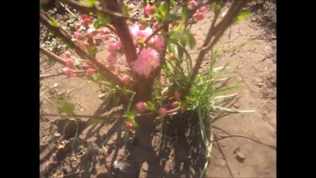 Жизнь в селе. Посеяла морковь. Высаживаю томаты в тепл? смотреть онлайн