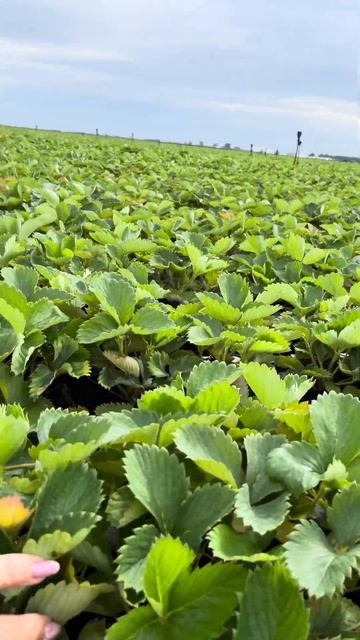 #shorts Tray, и все для наших клиентов смотреть онлайн