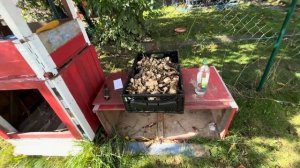 Как правильно копать топинамбур