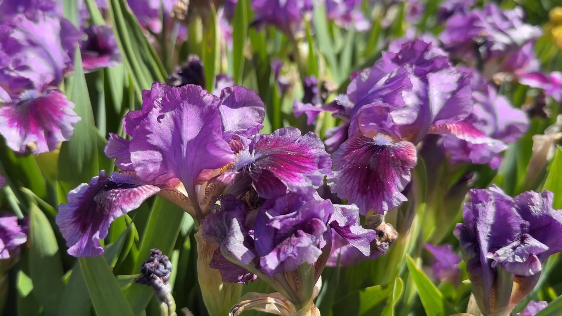 В Крыму начался КАРНАВАЛ ИРИСОВ. Парк Монтедор, ВСЕ пляжи в Никите, Кактусовая оранжерея