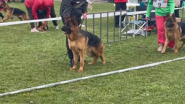 ЮНИОРЫ КОБЕЛИ / КЧК СМОЛЕНСК 1 мая`25 Е.Силаева Моно немецких овчарок