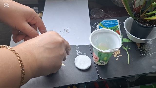 Сарацения. Стратификация семян. смотреть онлайн