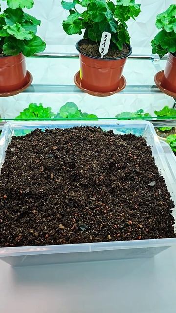 Подготовка грунта для летнего выращивания пеларгони? смотреть онлайн