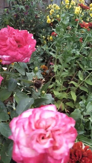 заросли мои))#розы #лето#цветы #природа #сад #садоводст? смотреть онлайн