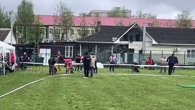 БЕБИ СУКИ / КЧК СМОЛЕНСК 1 мая`25 Е.Силаева Моно немецких овчарок