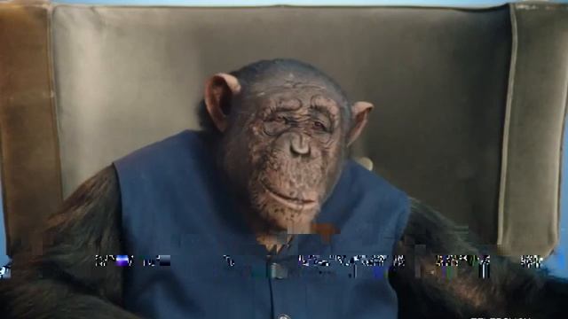 Говорящая обезьяна  Приколы с животными  Смешные животные