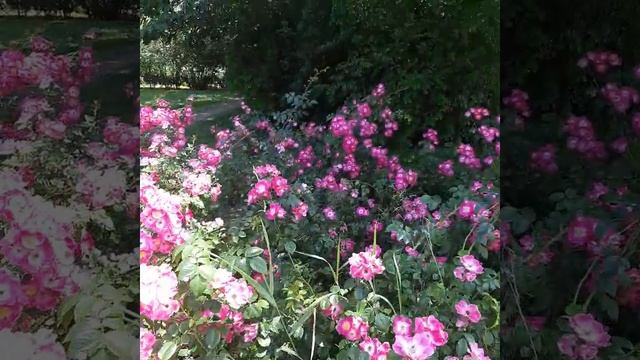 Долина роз - место уникальное👍 смотреть онлайн