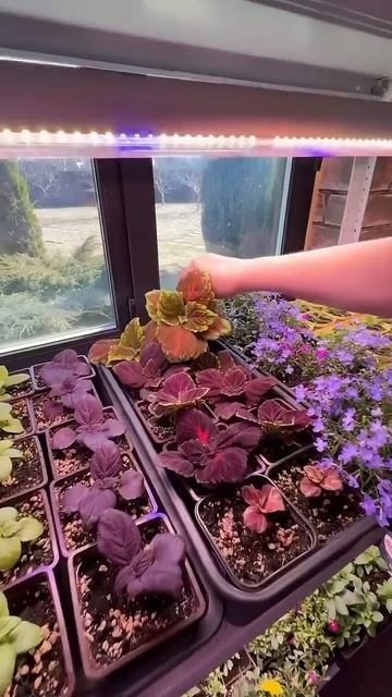 В этом году будет ещё больше рассады!!!Одной эустомы я ? смотреть онлайн