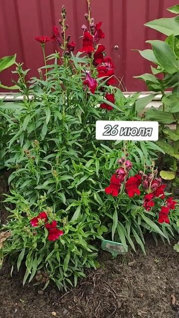 Львиный зев// тг: zlatkatytt #shortsvideo #львиныйзев #garden смотреть онлайн