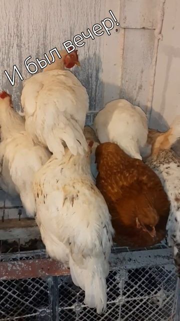 Ко сну! #курынесушки #chick #куры #курятник