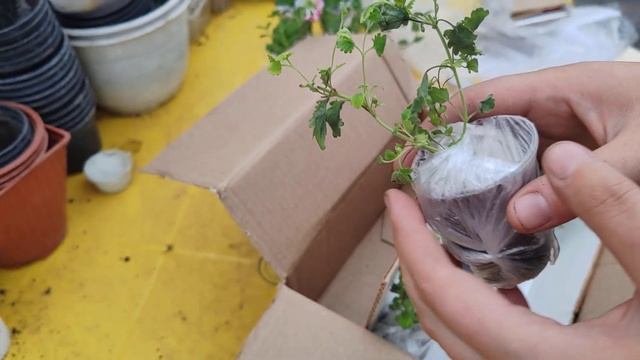 пришла посылка, с новым для меня растением смотреть онлайн