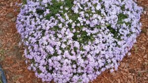 Шикарно цветущие шиловидные флоксы в саду. Почвопокро