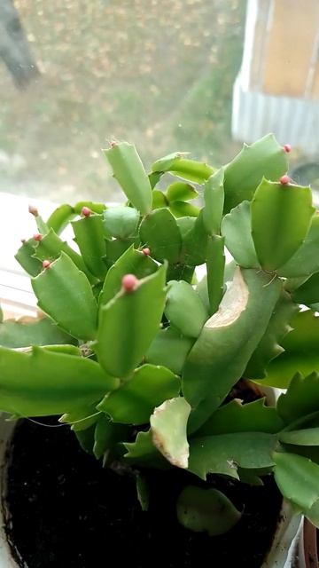 На подоконнике цветы смотреть онлайн