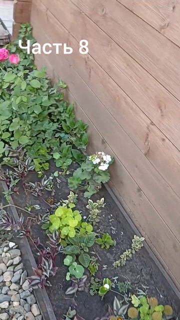 #лето #сад #мойсад #дача #дизайн #ландшафт #огородныедел смотреть онлайн