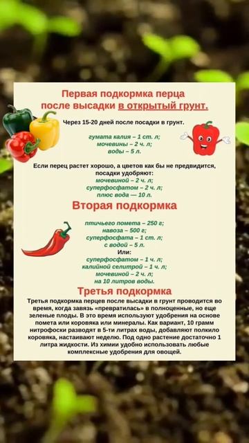 🫑 Подкормки рассады перца после высадки в грунт #пере смотреть онлайн