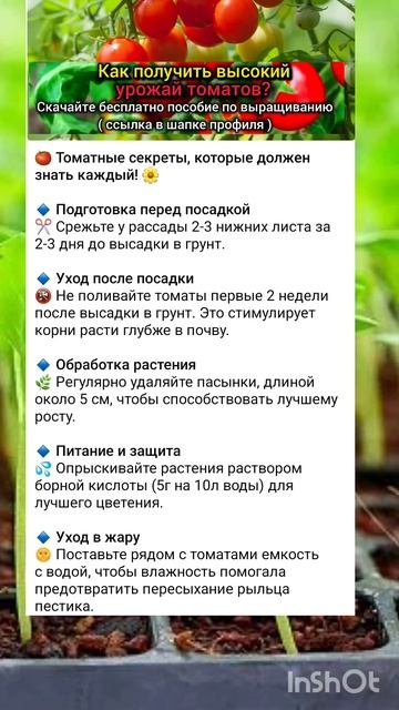 основные рекомендации по выращиванию томатов. смотреть онлайн