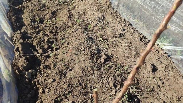 Формировка молодых саженцев абрикос. смотреть онлайн