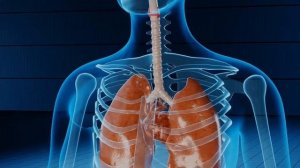 ЧИСТЯК (ЛЮТИК ВЕСЕННИЙ) - великий очиститель/Съедобные