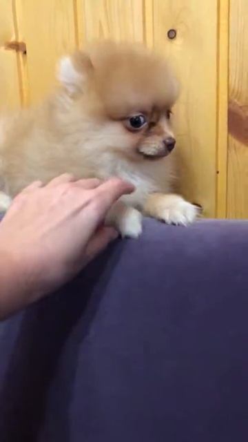 Шпиц девочка Оранж шоко носик